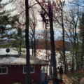 5 Signs Your Tree Needs to Be Removed