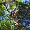 Winter Tree Care in Wisconsin: What Homeowners Should Know